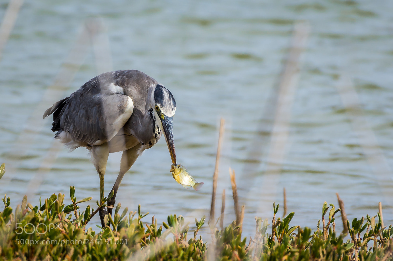 Nikon D7200 sample photo. Grey heron photography