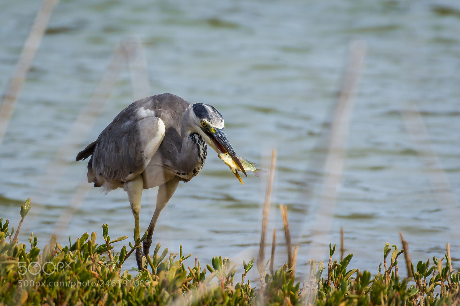Nikon D7200 sample photo. Grey heron photography