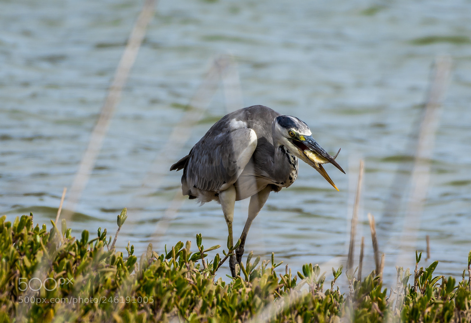 Nikon D7200 sample photo. Grey heron photography