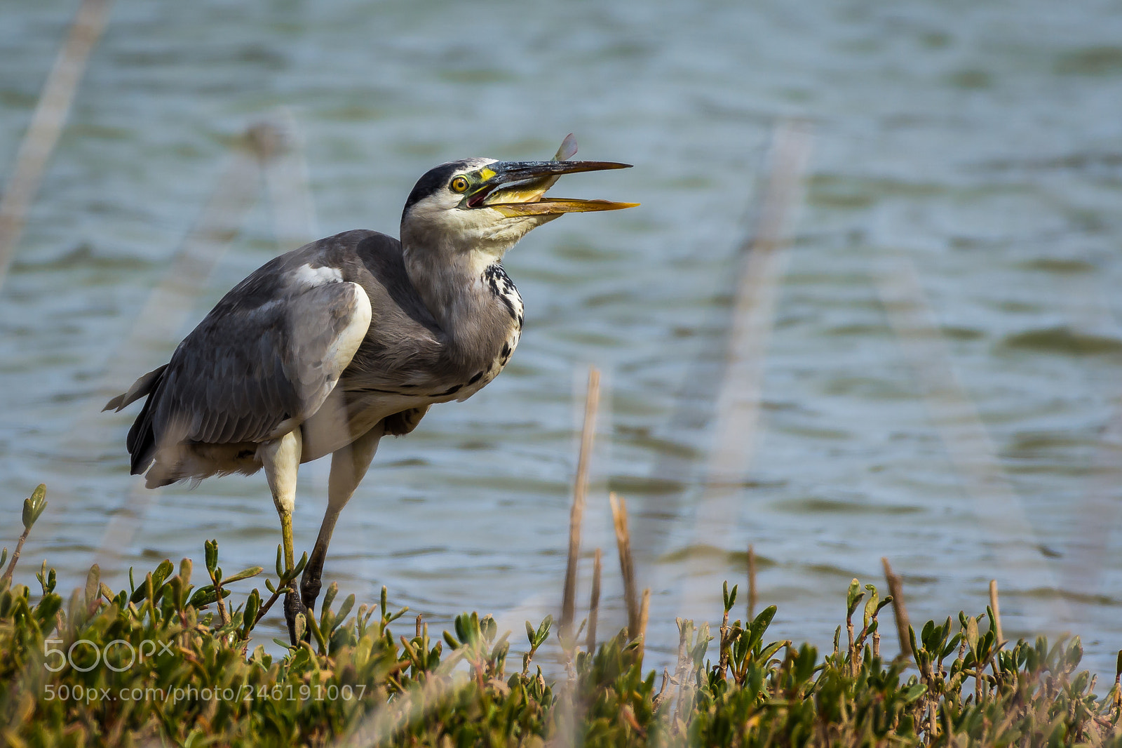 Nikon D7200 sample photo. Grey heron photography
