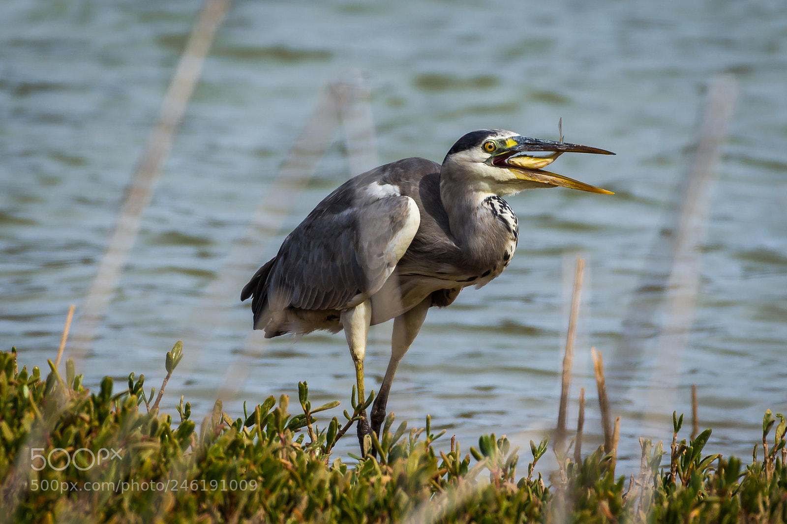 Nikon D7200 sample photo. Grey heron photography