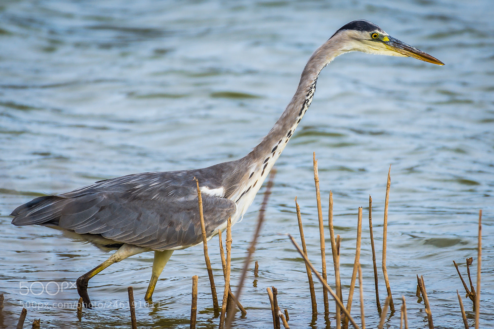 Nikon D7200 sample photo. Grey heron photography