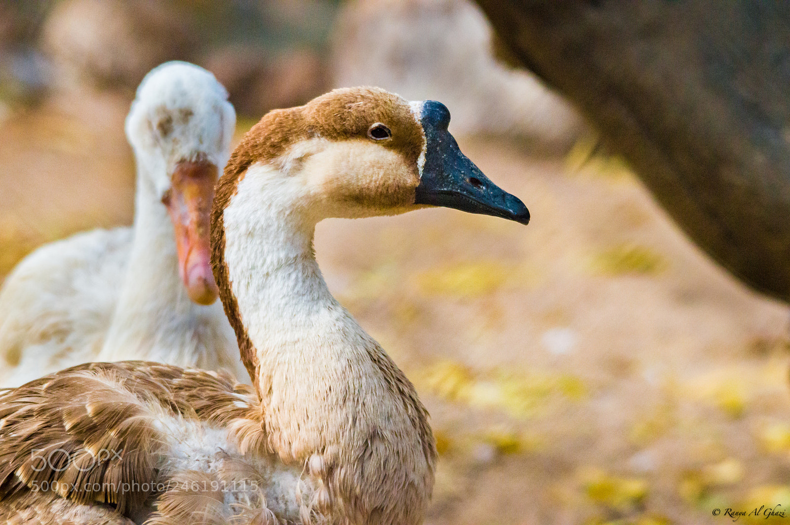 Nikon D3200 sample photo. Brown goose photography