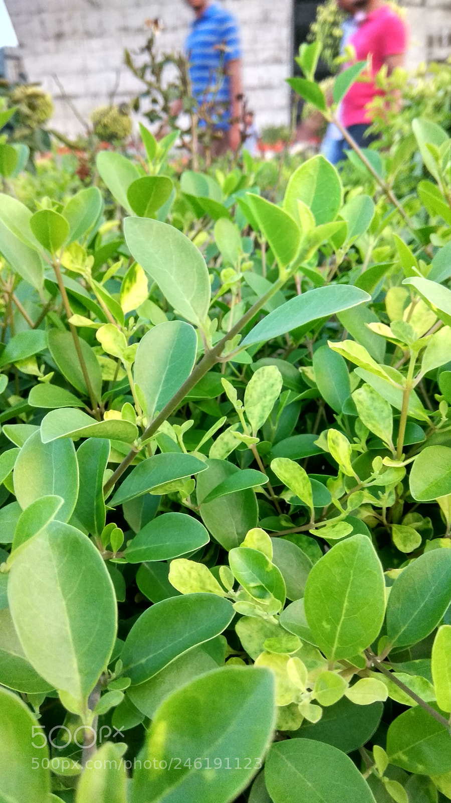 Xiaomi Redmi Note 4 sample photo. Untitled photography