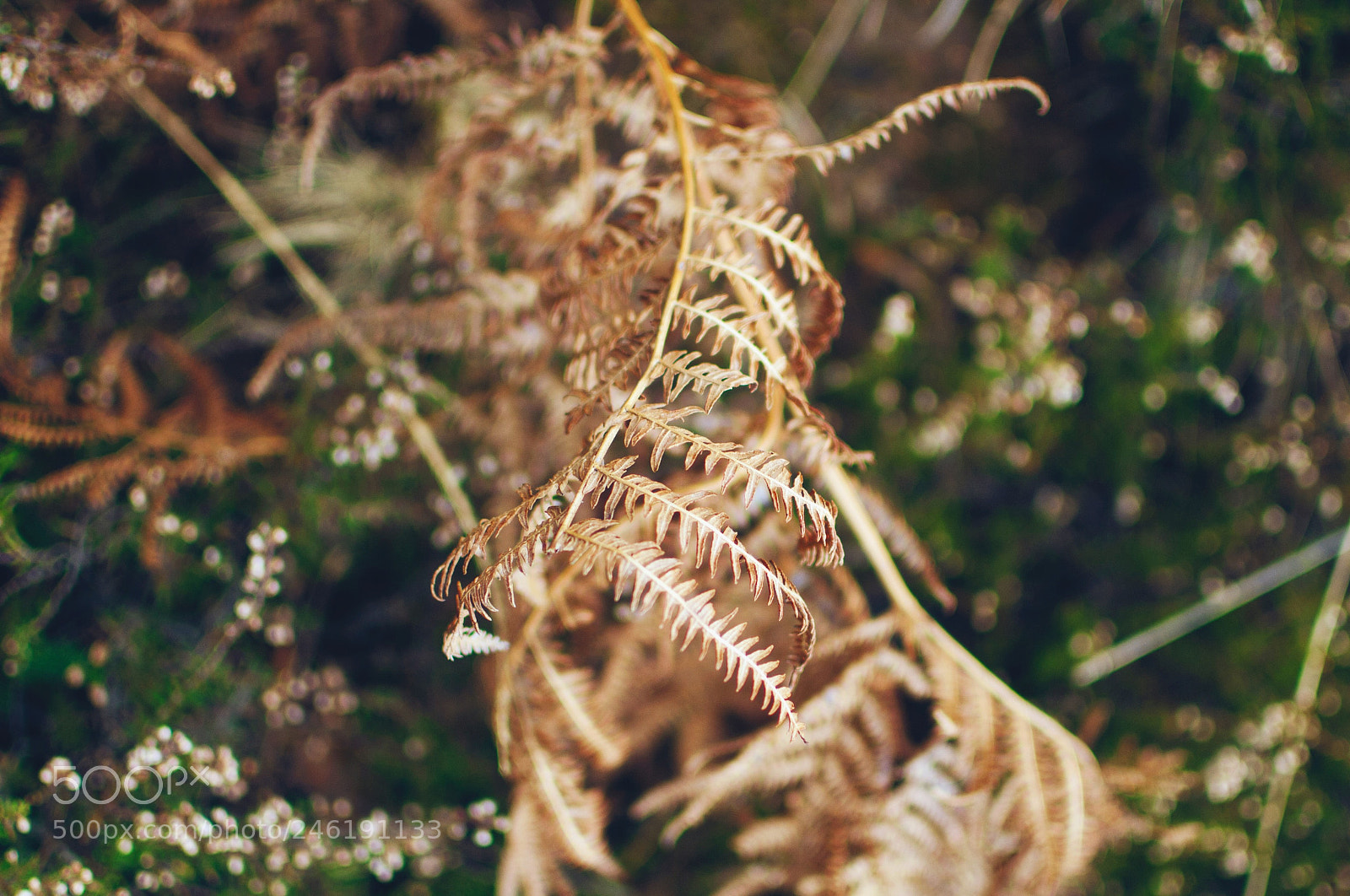 Nikon D2X sample photo. Untitled photography