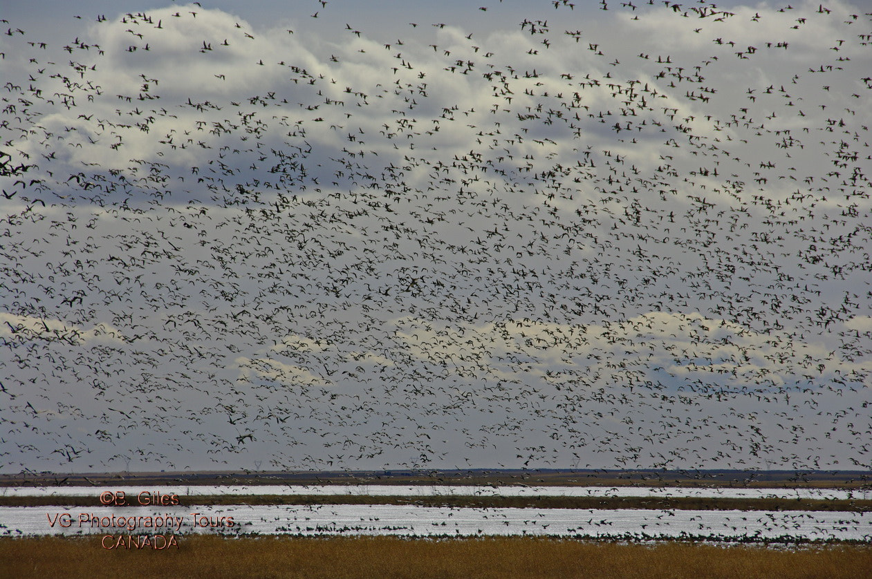 Pentax K20D sample photo. Spring birding photography