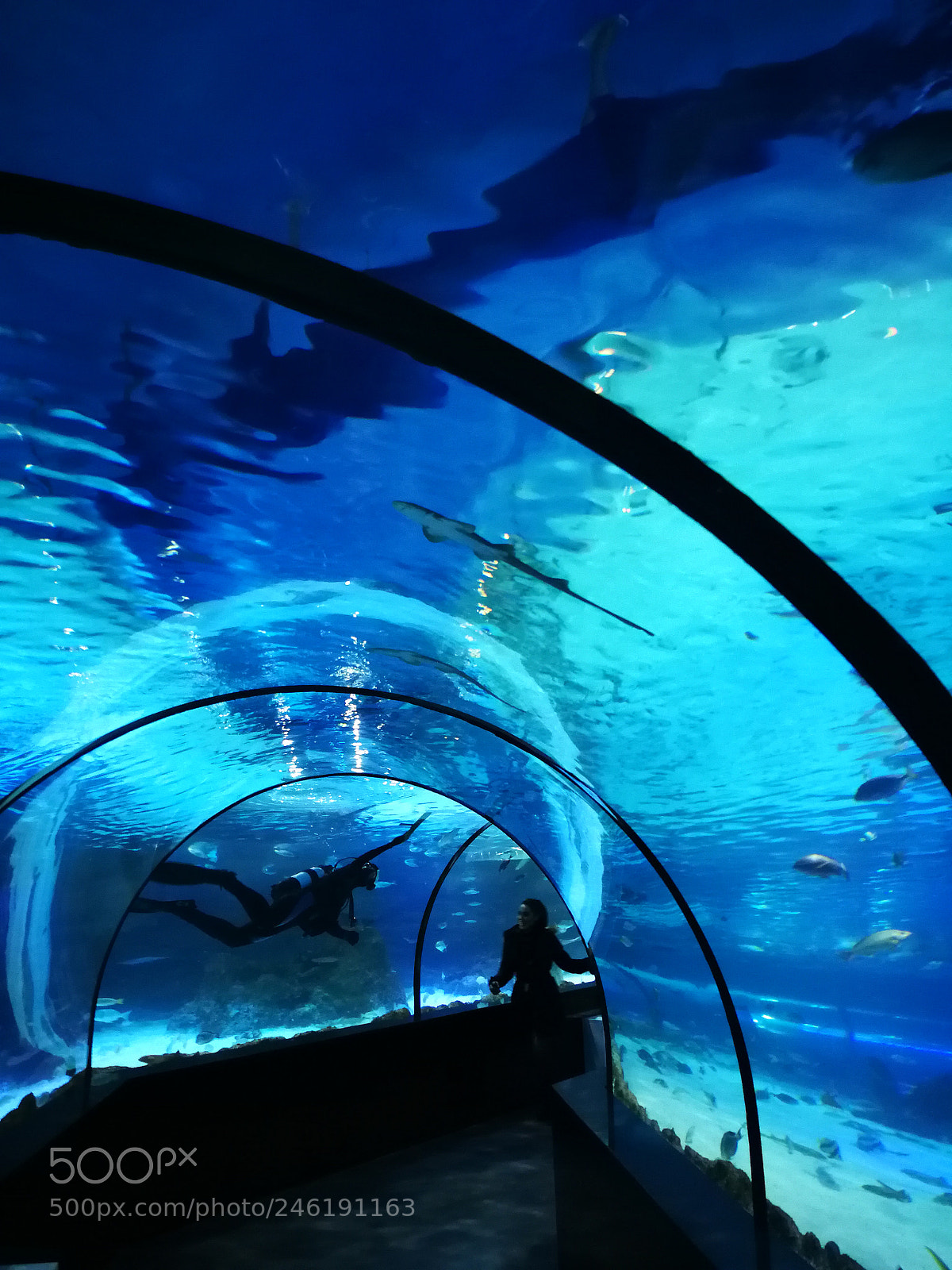 HUAWEI P10 sample photo. Aquarium in esfehan photography
