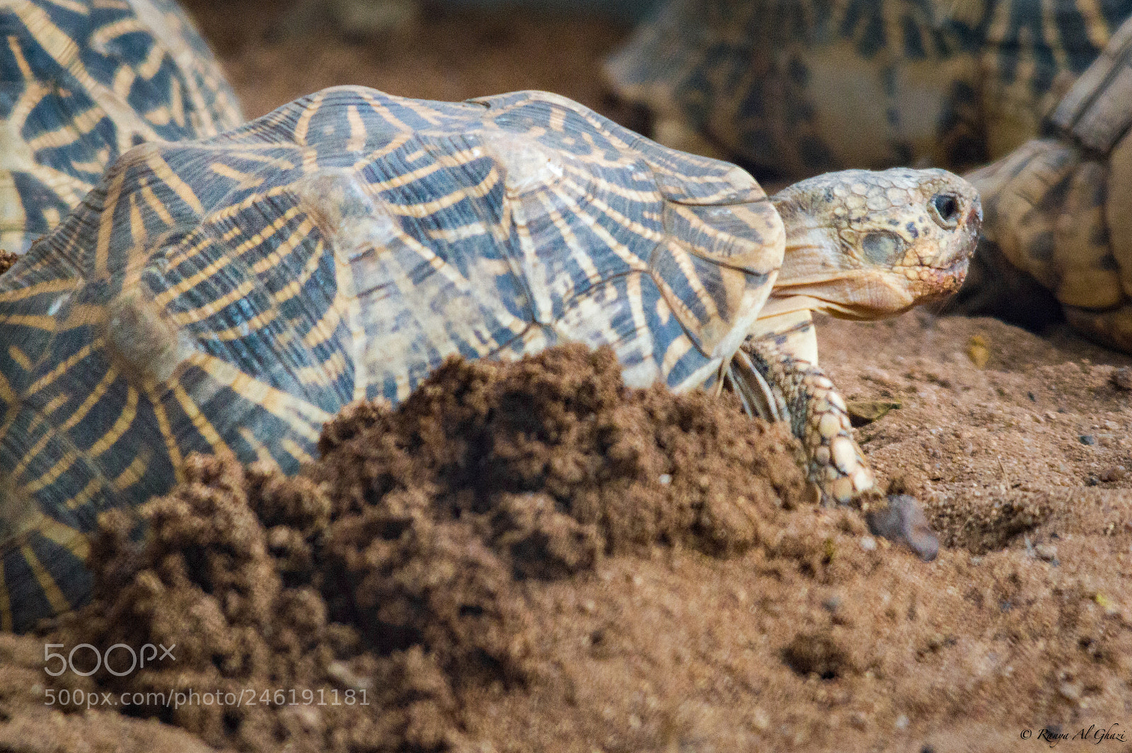 Nikon D3200 sample photo. Indian star tortoise photography