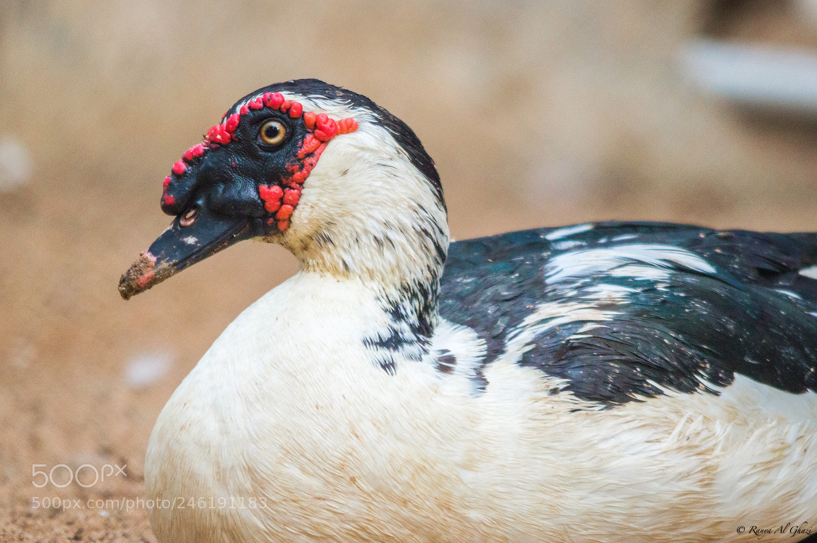 Nikon D3200 sample photo. Muscovy duck photography