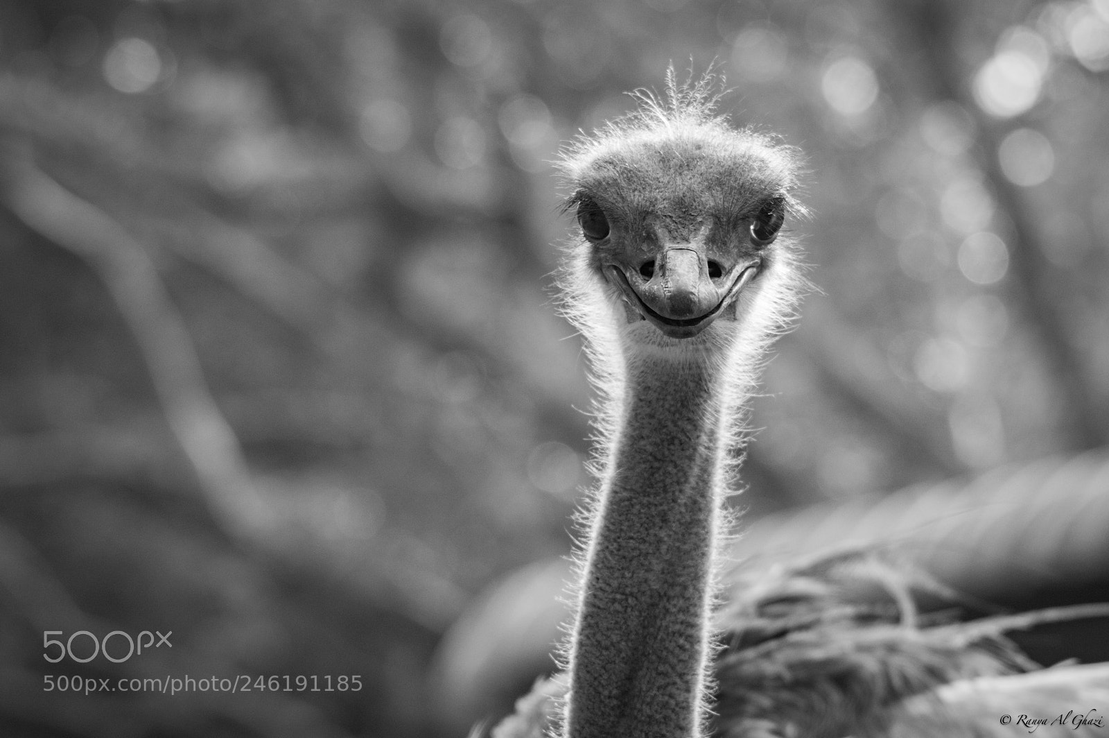 Nikon D3200 sample photo. Common ostrich photography