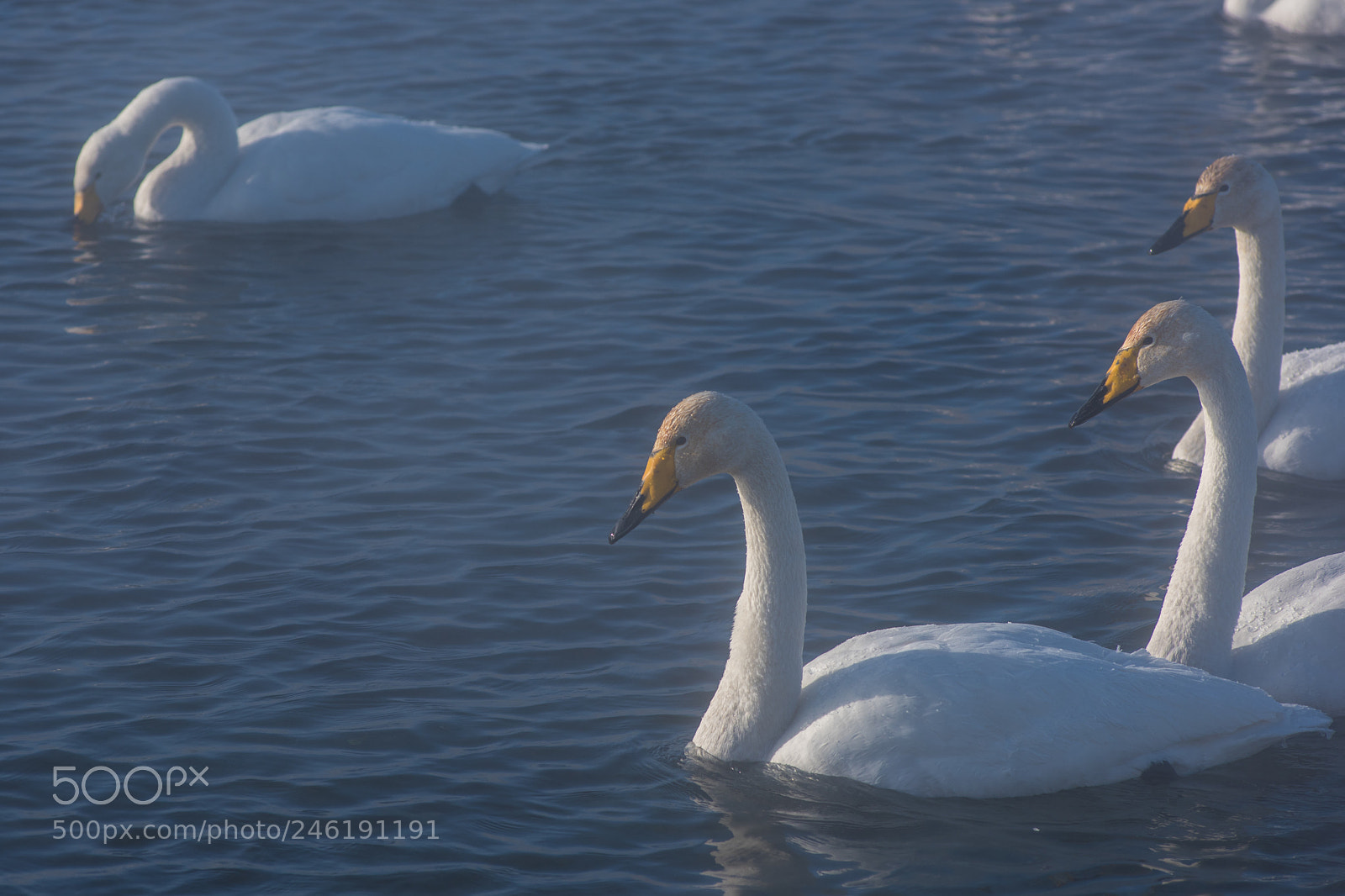 Nikon D810 sample photo. Beautiful white whooping swans photography