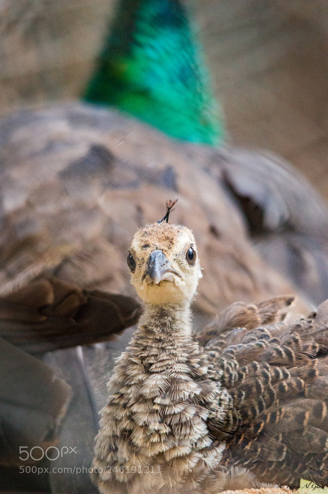 Nikon D3200 sample photo. Peachick photography