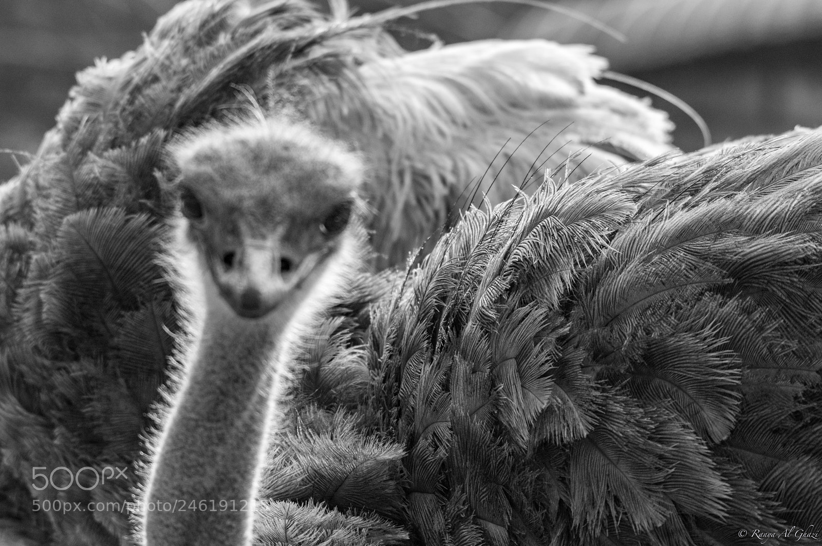 Nikon D3200 sample photo. Common ostrich photography