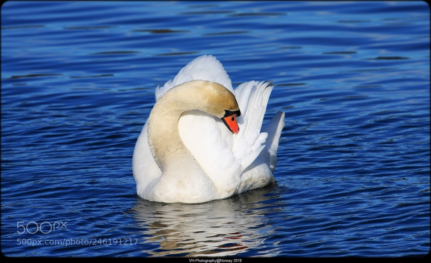 Canon EOS 40D sample photo. Morning care photography