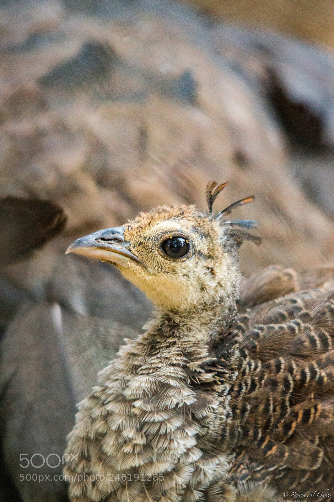 Nikon D3200 sample photo. Peachick photography