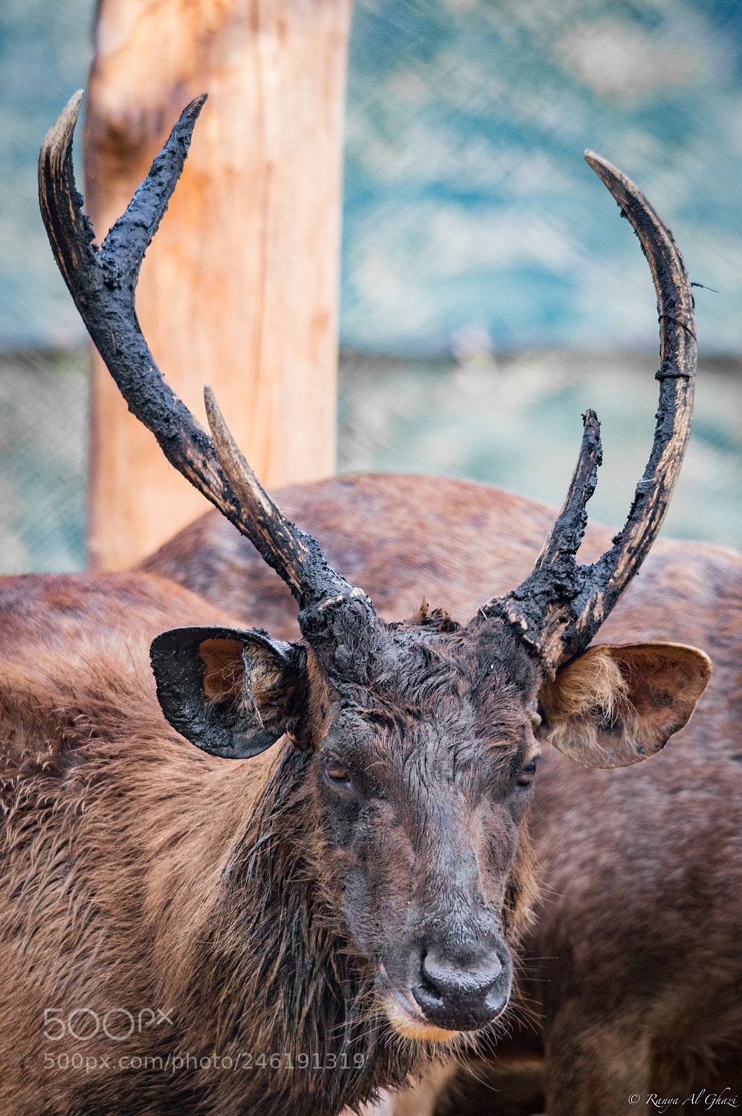 Nikon D3200 sample photo. Sambar deer photography
