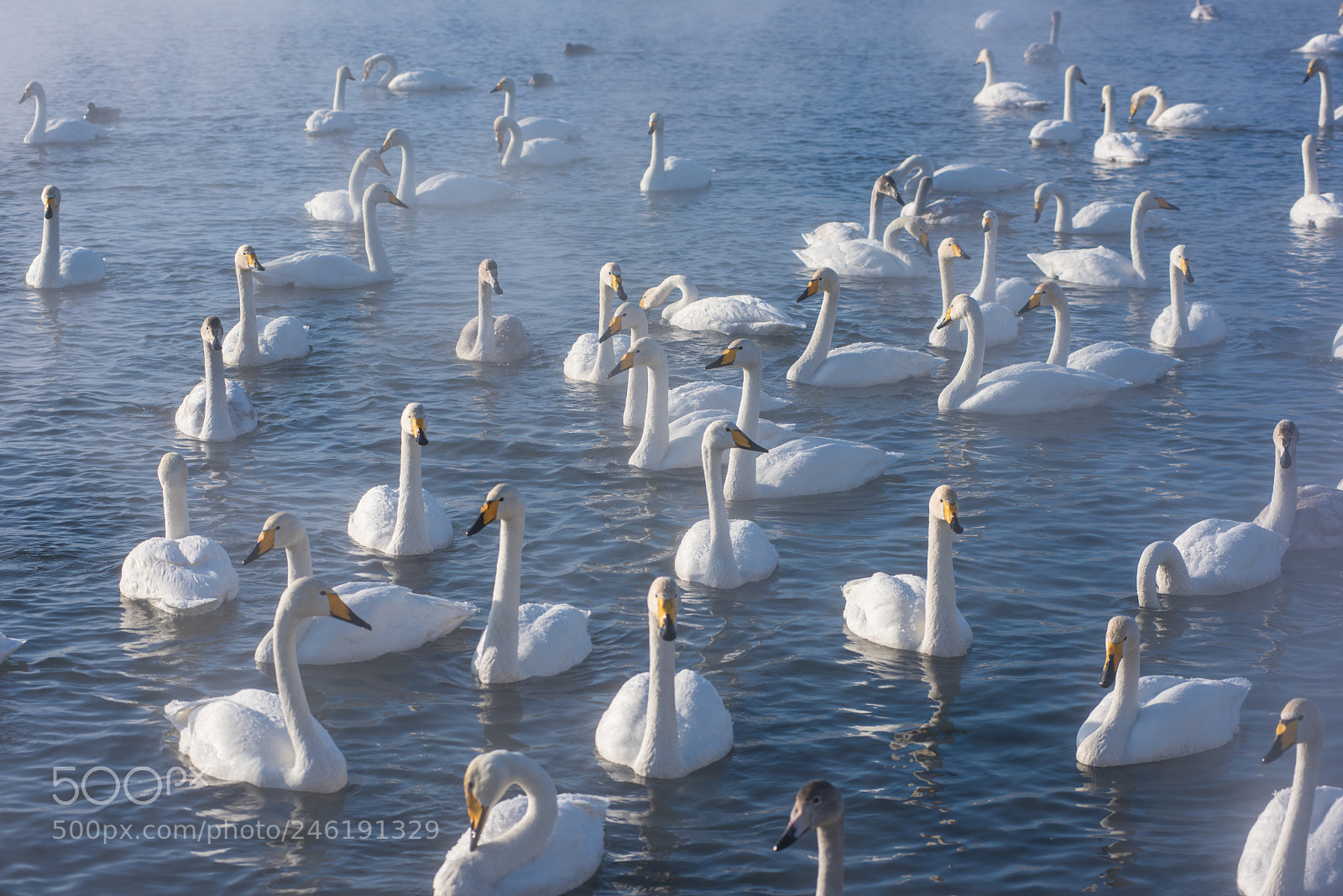 Nikon D810 sample photo. Beautiful white whooping swans photography