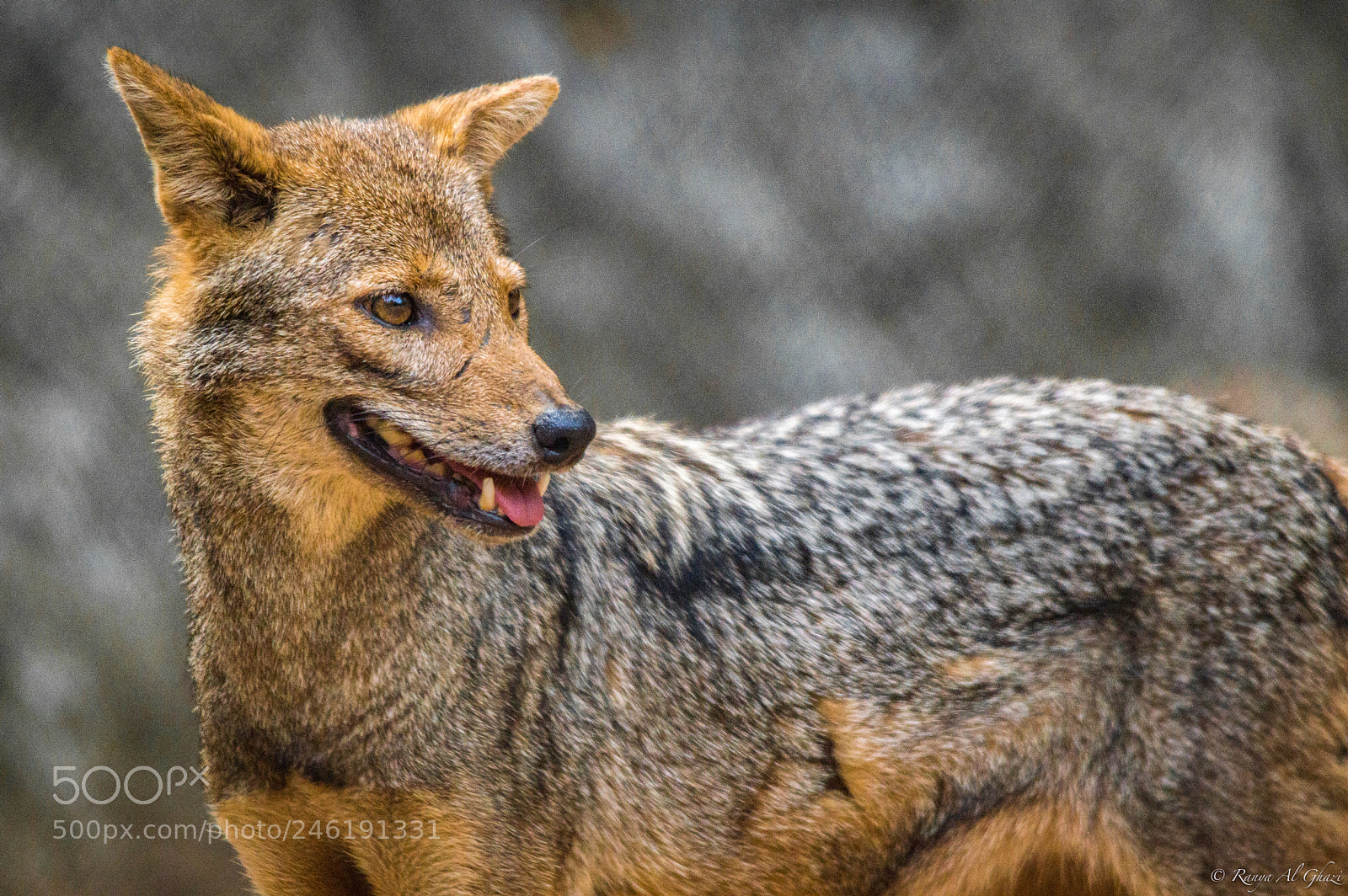 Nikon D3200 sample photo. Jackal photography