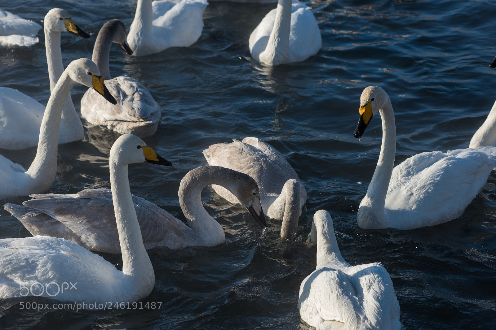 Nikon D810 sample photo. Beautiful white whooping swans photography