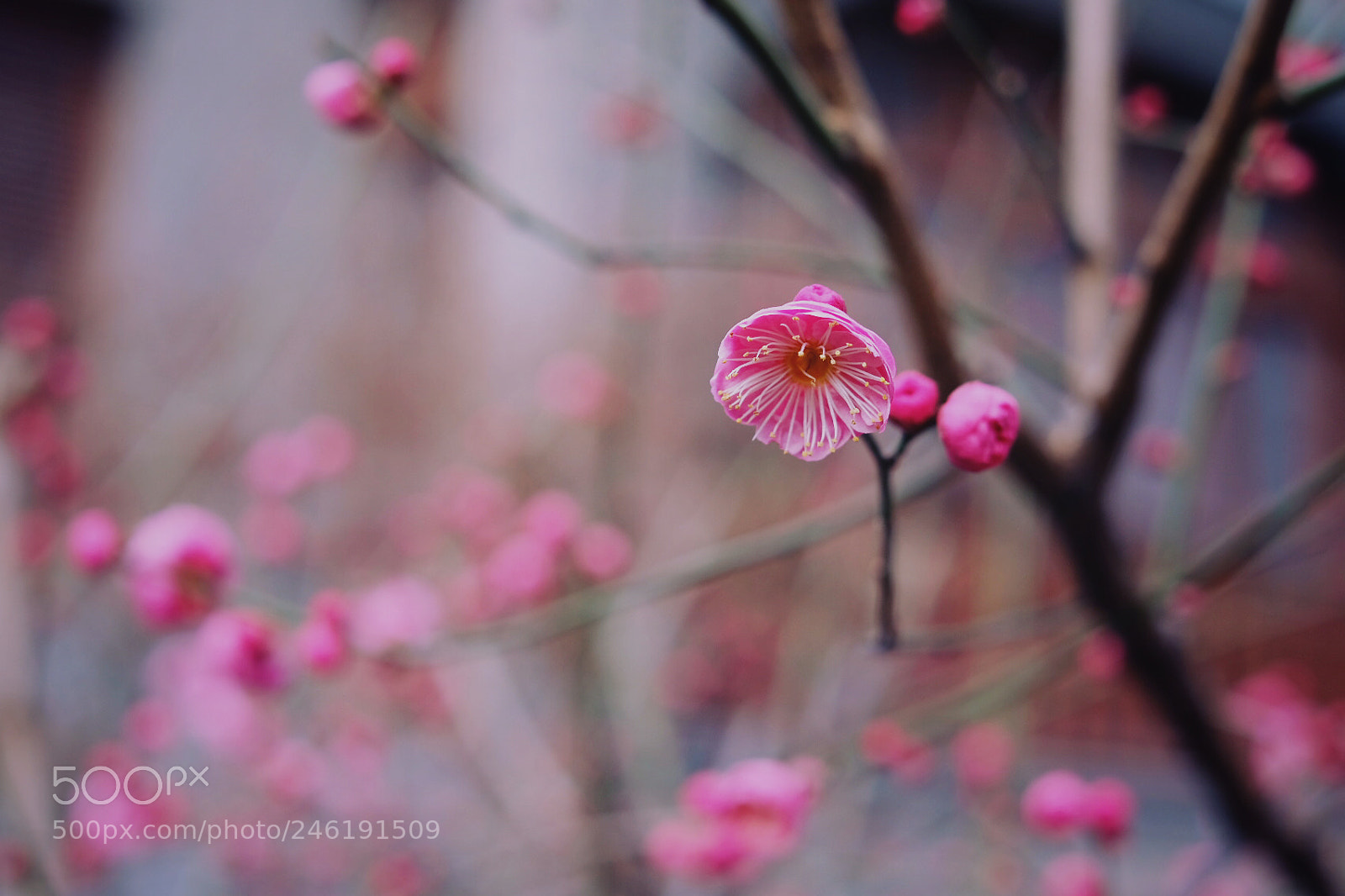 Fujifilm X-Pro2 sample photo. Plum blossom photography