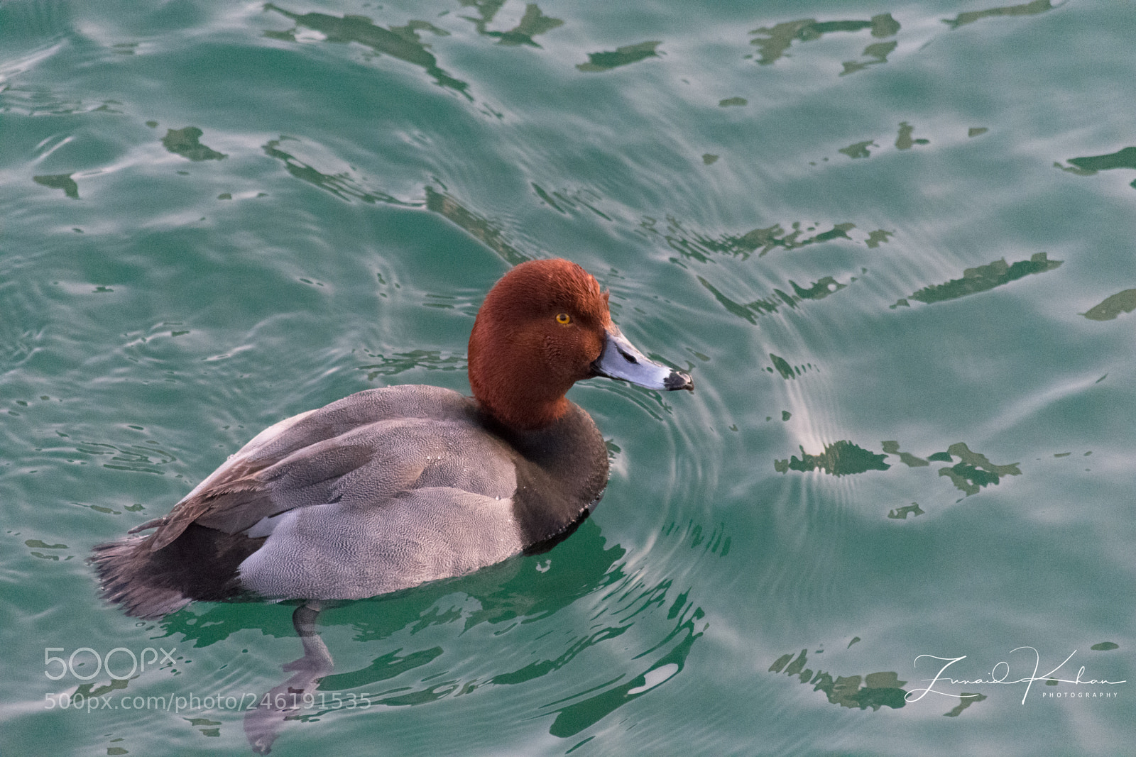Nikon D3400 sample photo. Goldeneye photography