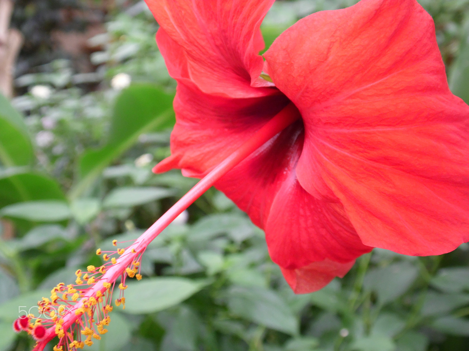 Samsung WB100/  WB101 sample photo. Red hibiscus photography
