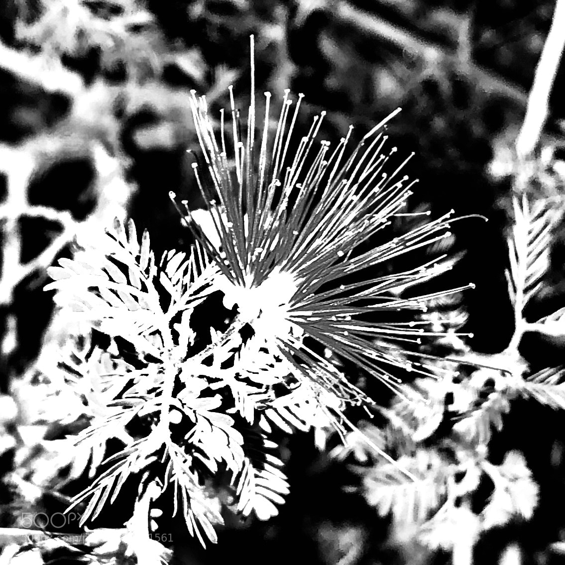 Apple iPhone 8 Plus sample photo. Black & white fan photography