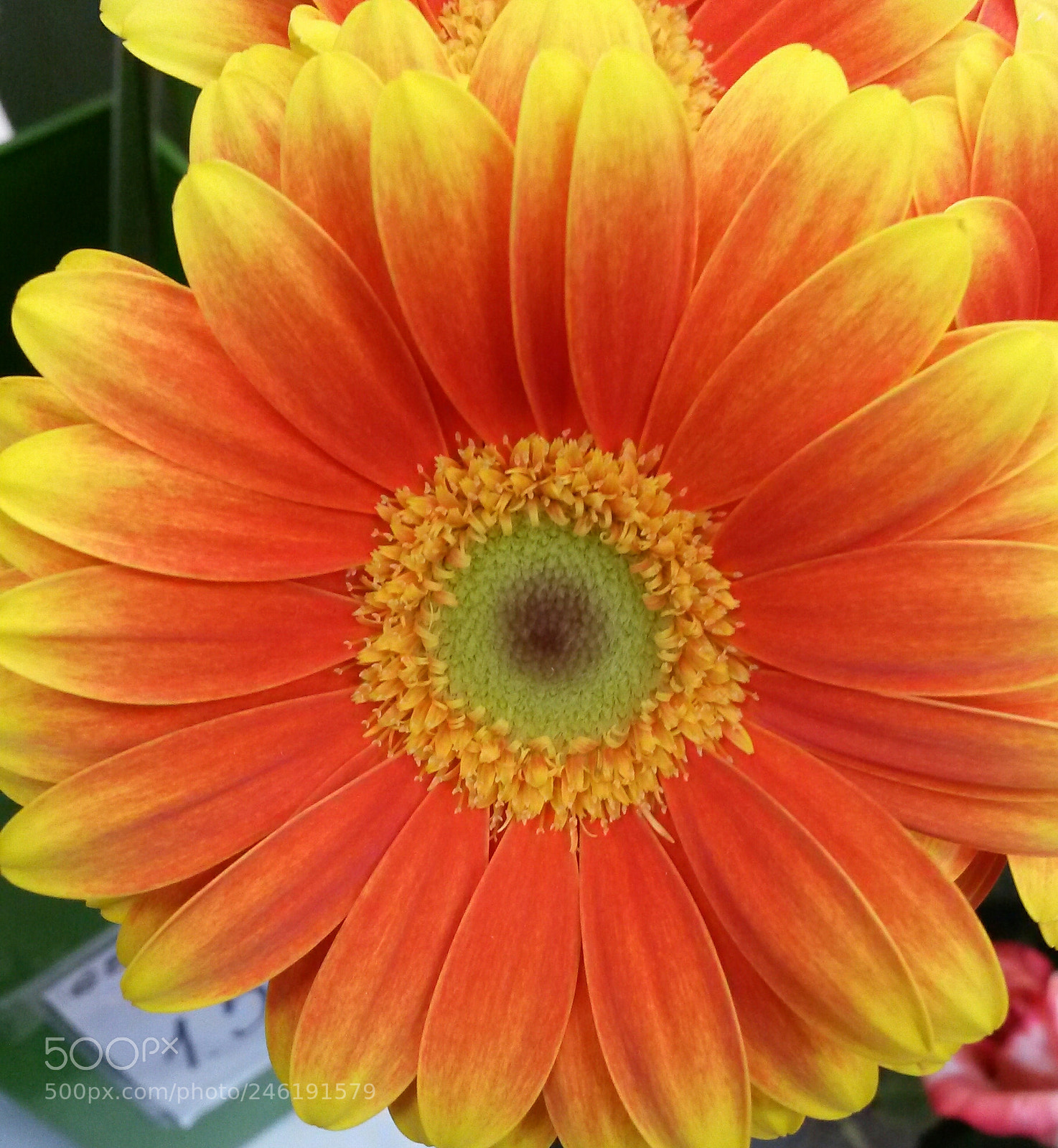 Samsung Galaxy S4 Mini sample photo. Untitled photography