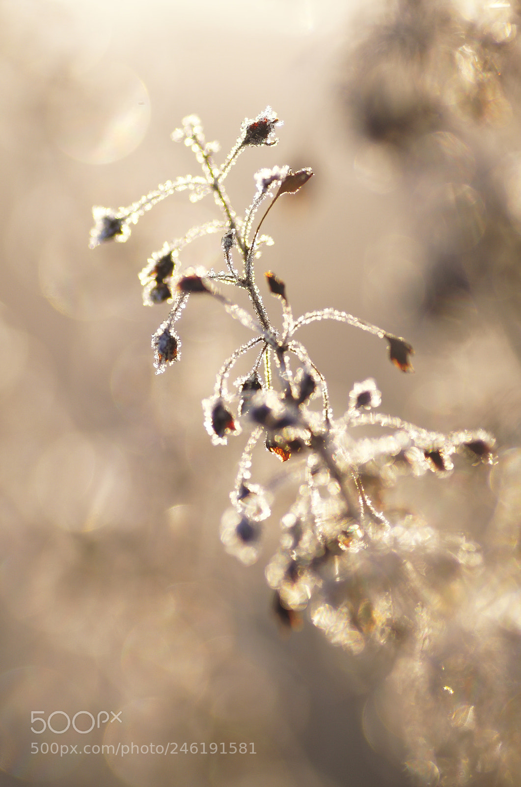 Pentax K-5 sample photo. Shining photography