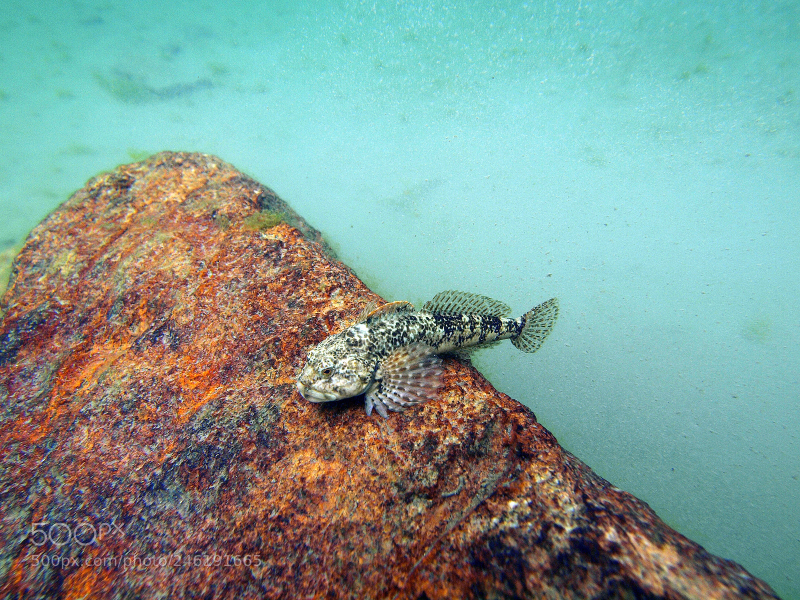Olympus E-620 (EVOLT E-620) sample photo. Cottus gobio photography
