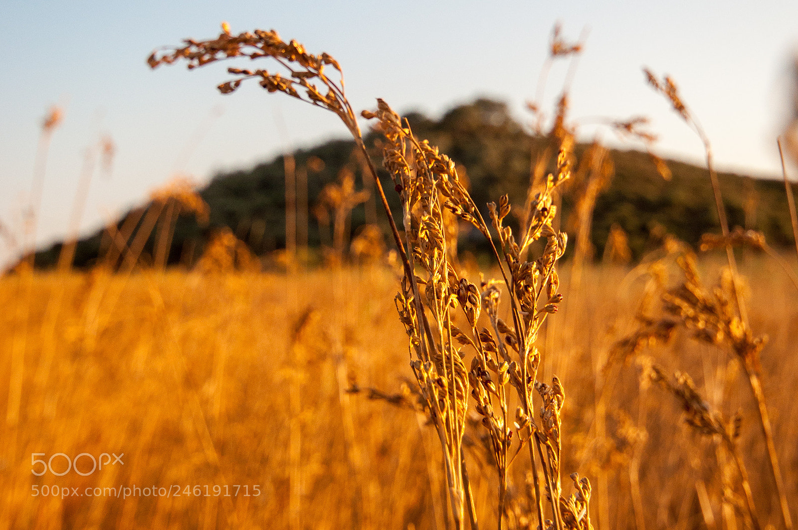 Nikon D90 sample photo. Crops photography