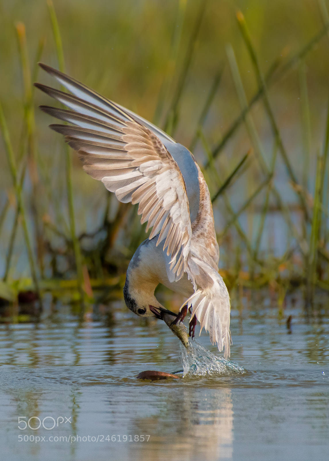 Nikon D500 sample photo. Whiskered tern photography