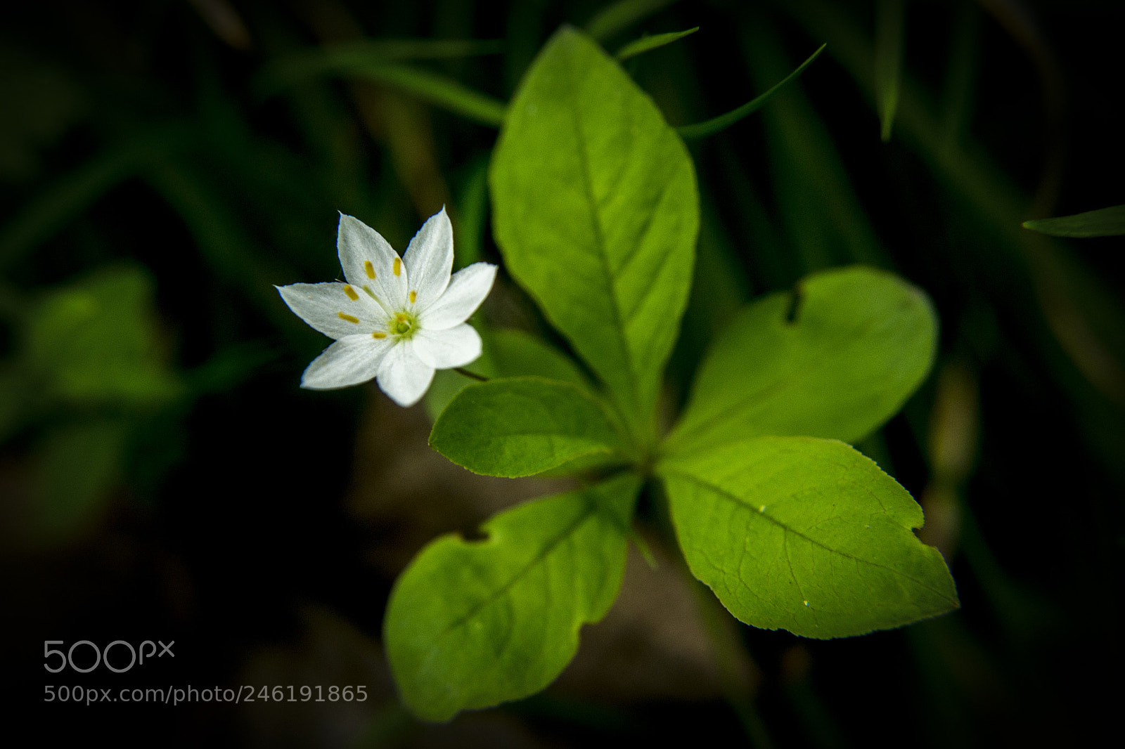Nikon D3100 sample photo. ** photography