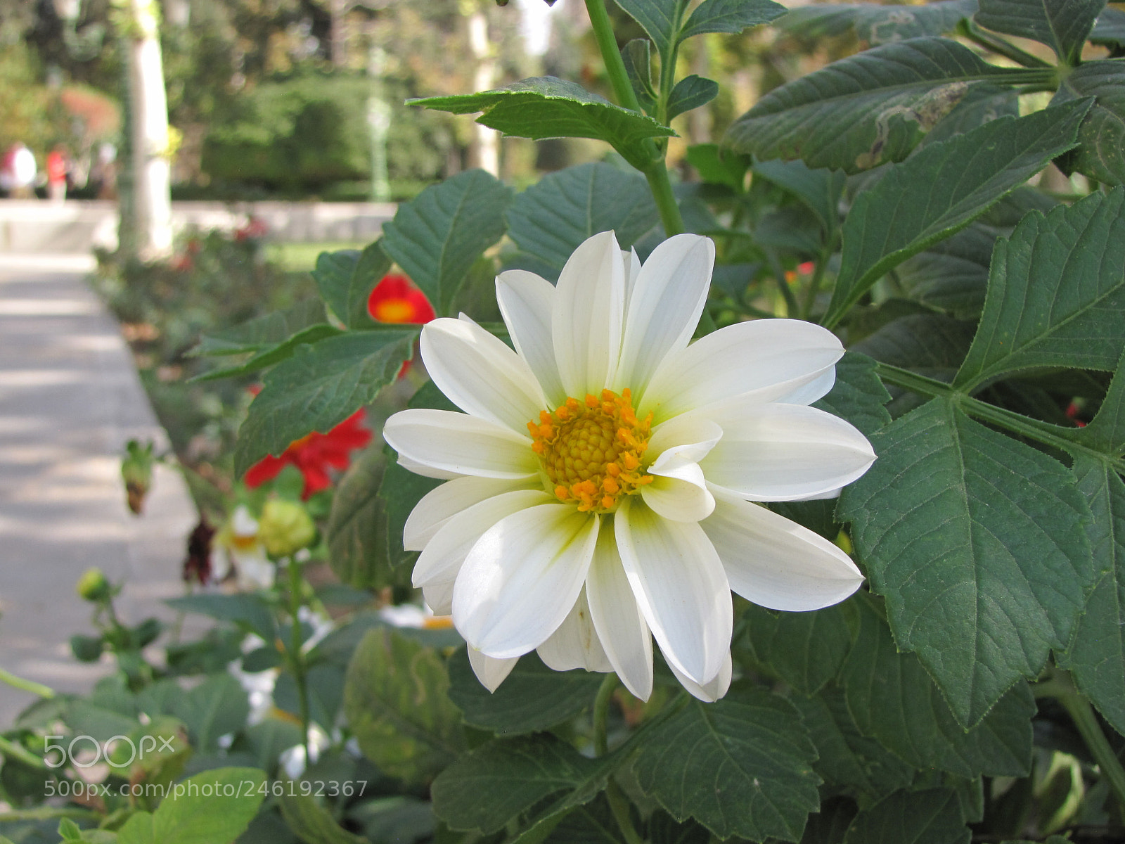 Canon PowerShot SX10 IS sample photo. Img photography