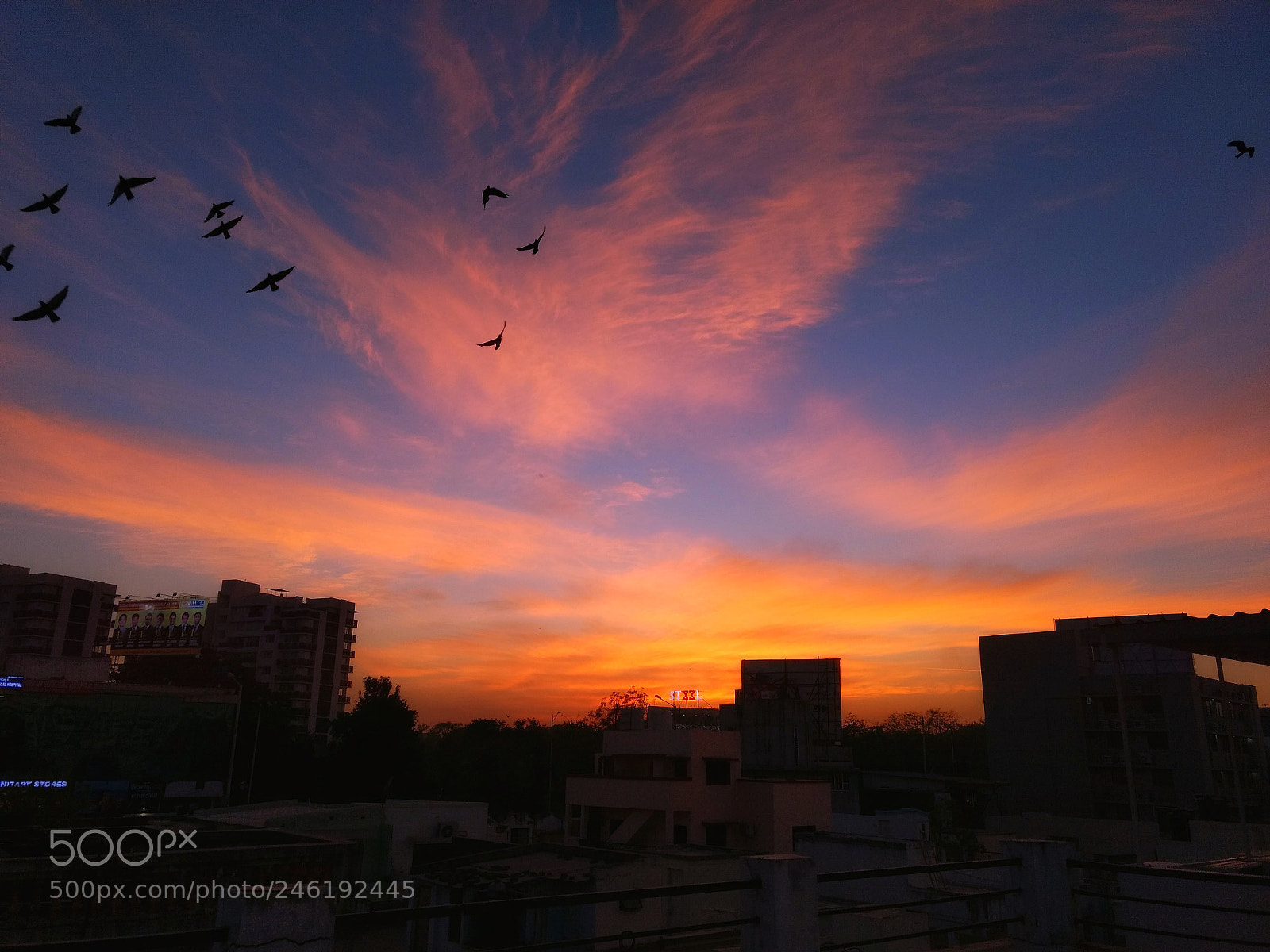 Motorola Moto G (4) sample photo. Birds photography