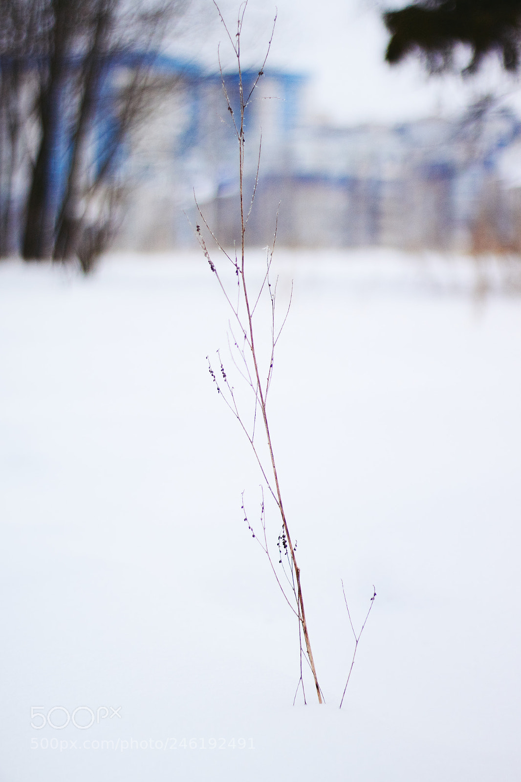 Canon EOS 1300D (EOS Rebel T6 / EOS Kiss X80) sample photo. Winter sleep photography
