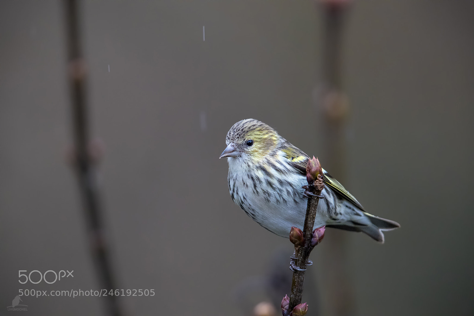 Canon EOS-1D X Mark II sample photo. Erlenzeisig black-headed goldfinch-female photography