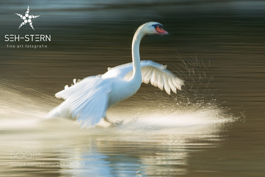 Canon EOS-1D Mark IV sample photo. Swan lake photography