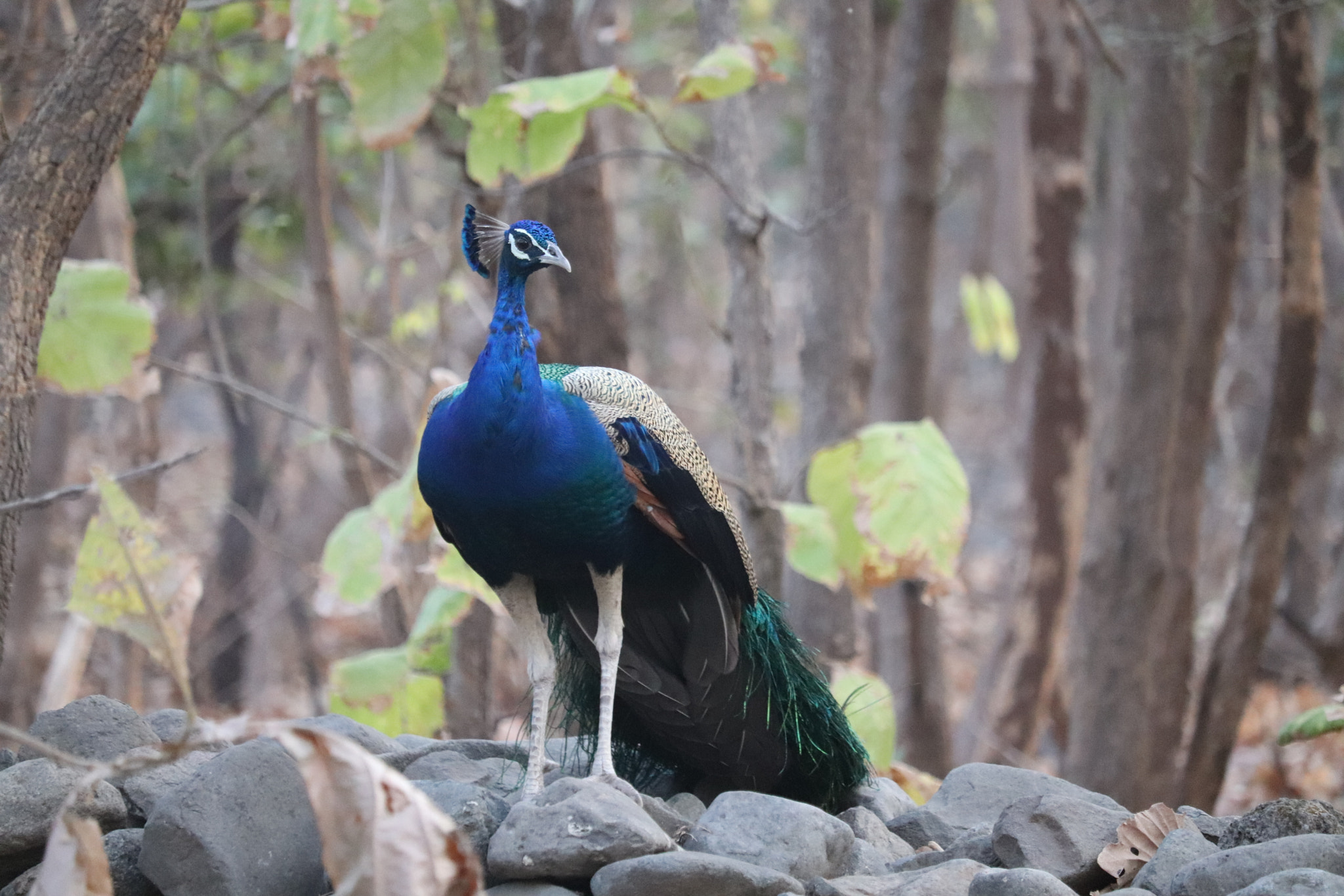 Canon EF-S 55-250mm F4-5.6 IS STM sample photo. Peacock photography