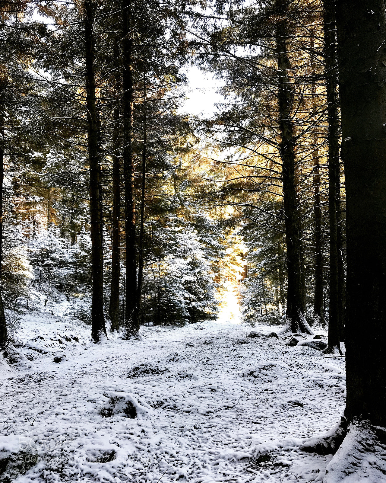 Apple iPhone 7 sample photo. Winter walks photography