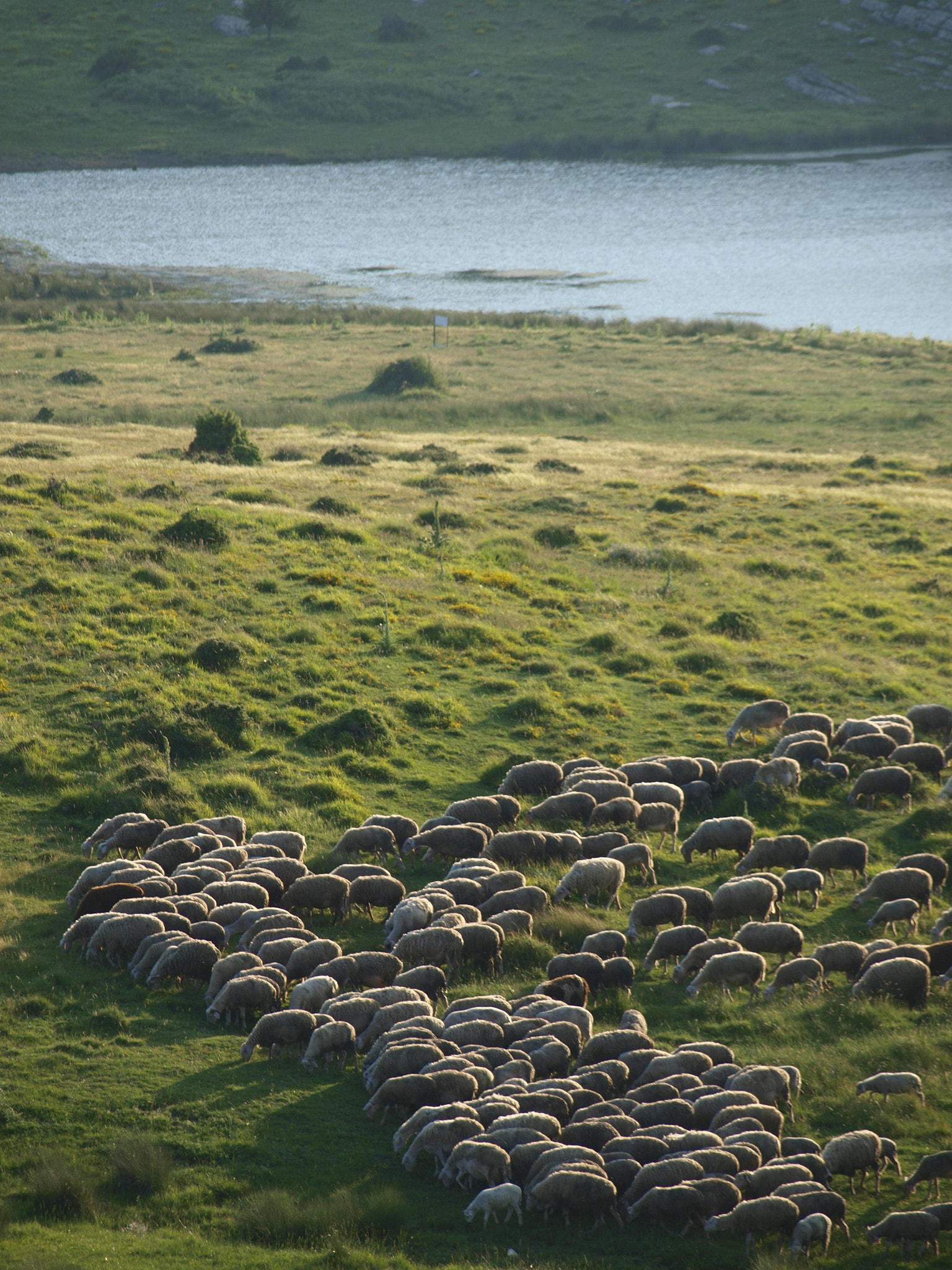 Olympus E-450 (EVOLT E-450) sample photo. Sheep in meadow photography