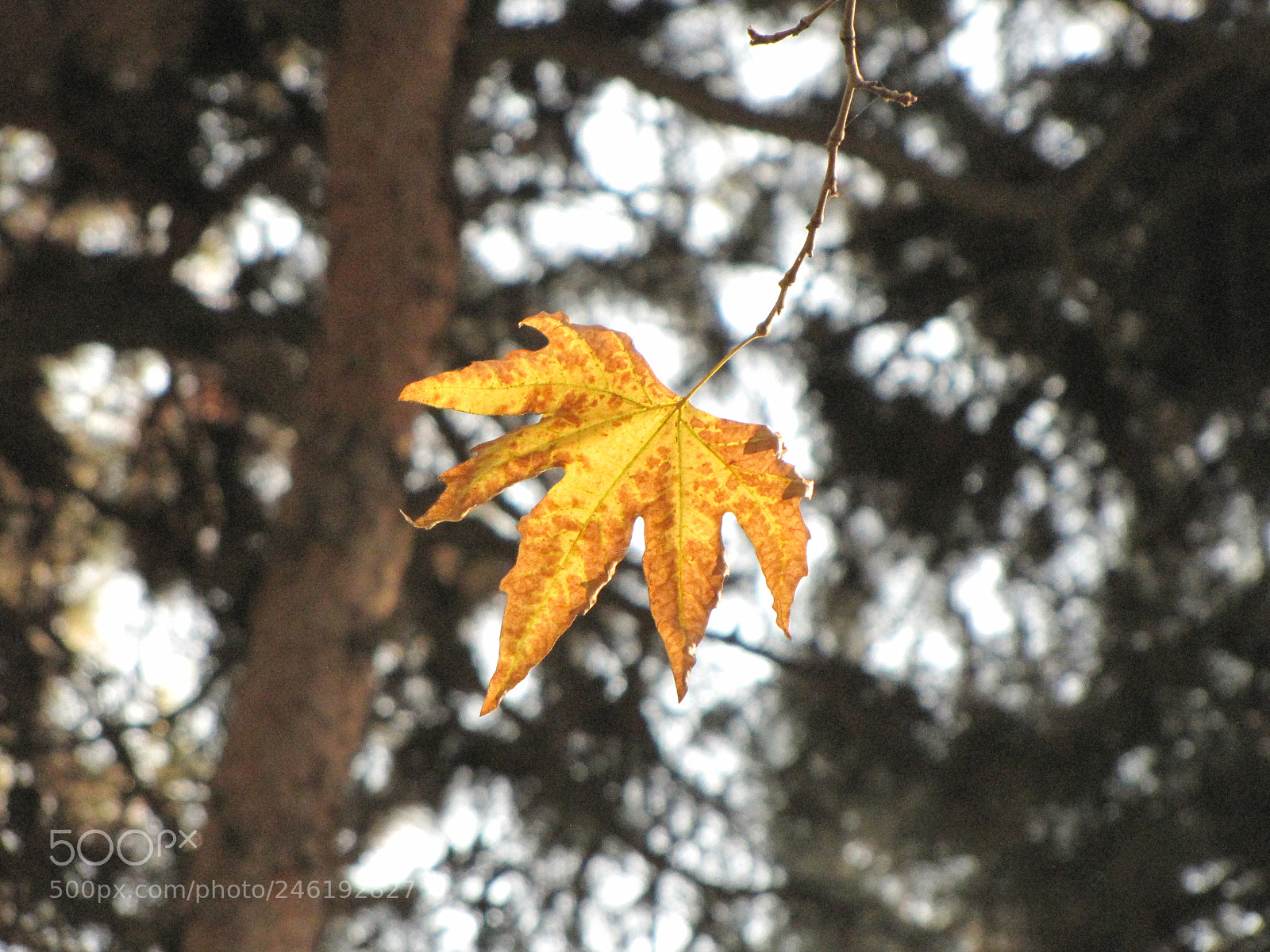 Canon PowerShot SX10 IS sample photo. Img photography