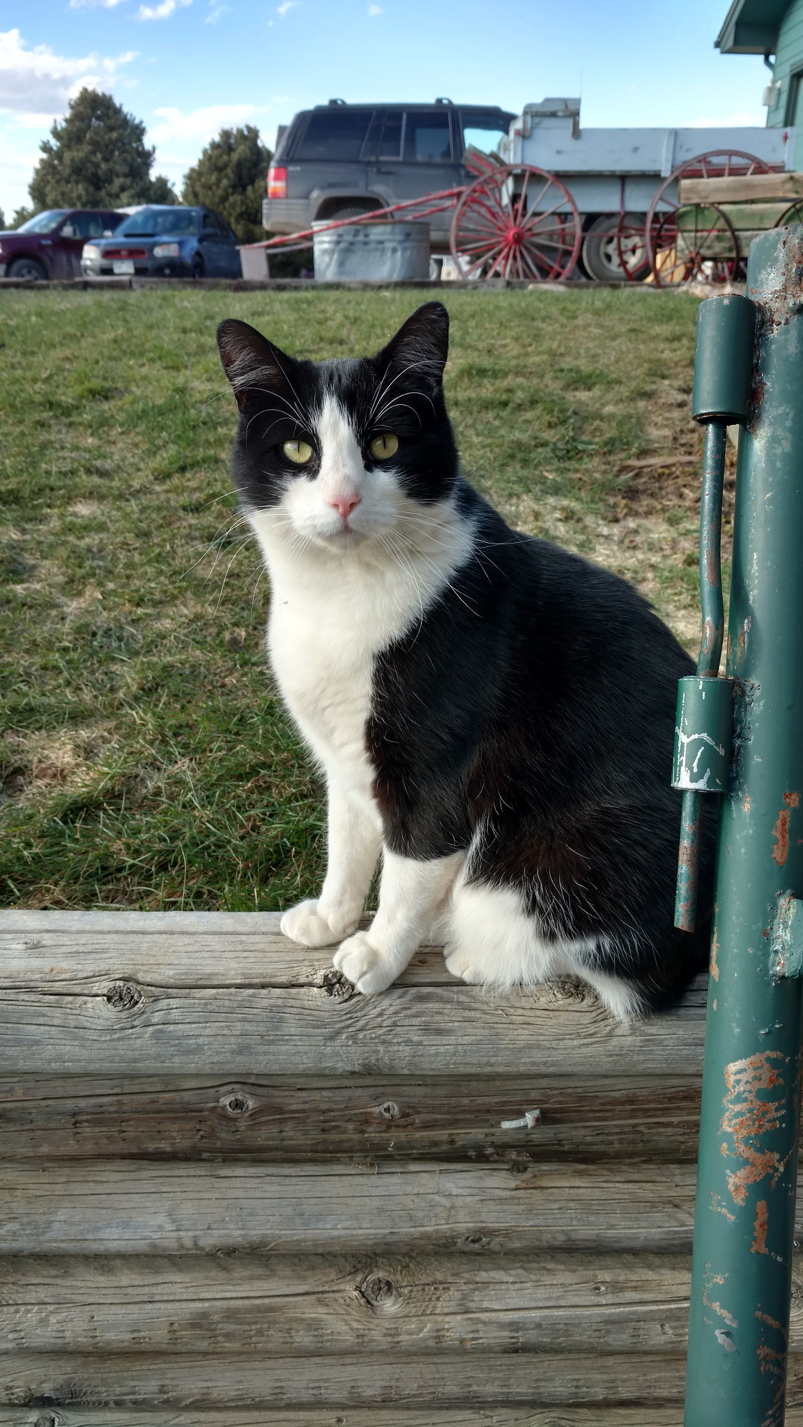 Motorola DROID Turbo 2 sample photo. Watson the cat photography