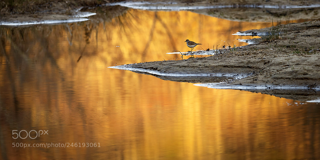 Canon EOS-1D X sample photo. Killdeer photography