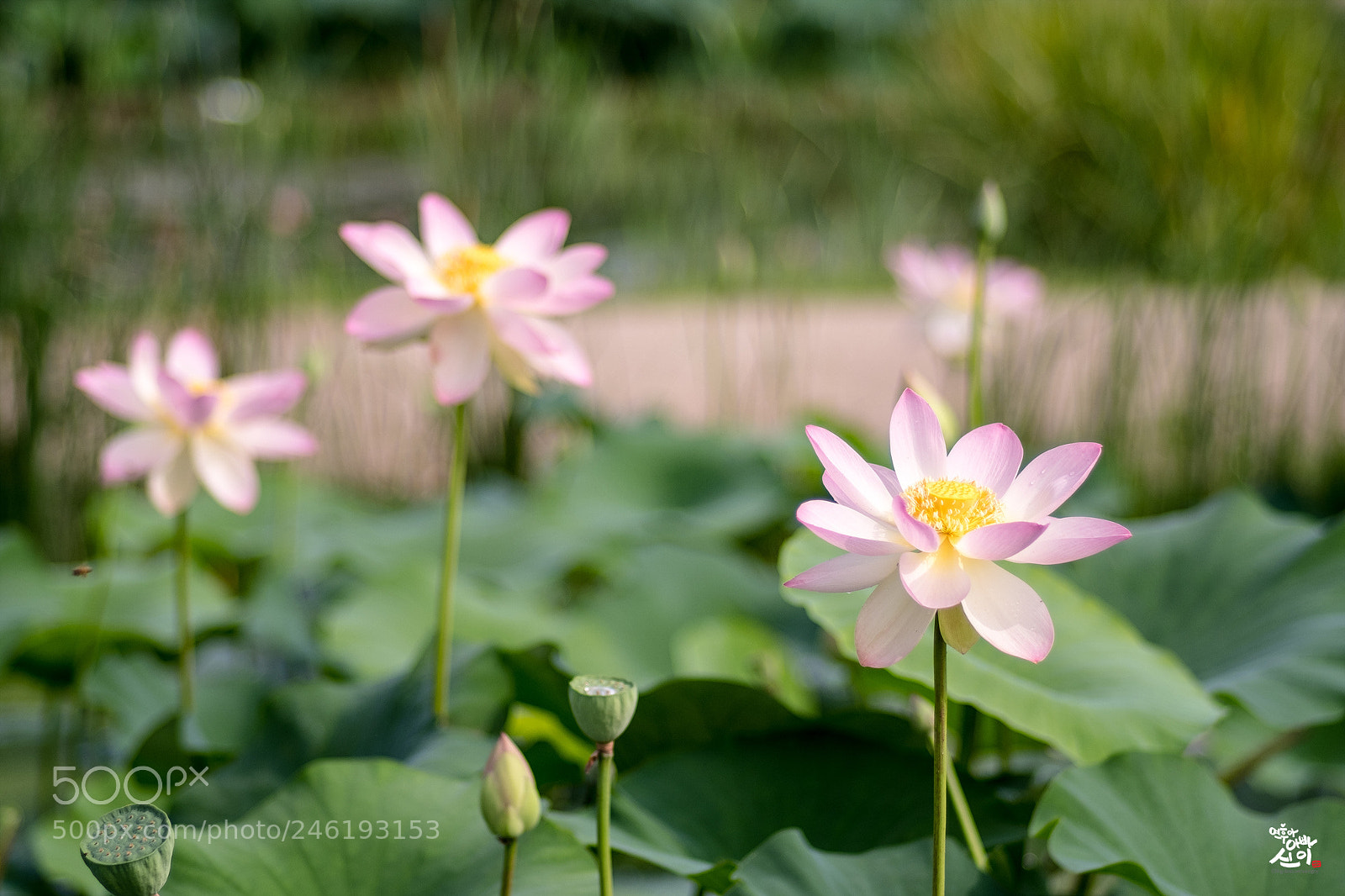 Fujifilm X-T2 sample photo. 1, 2, 3.... photography
