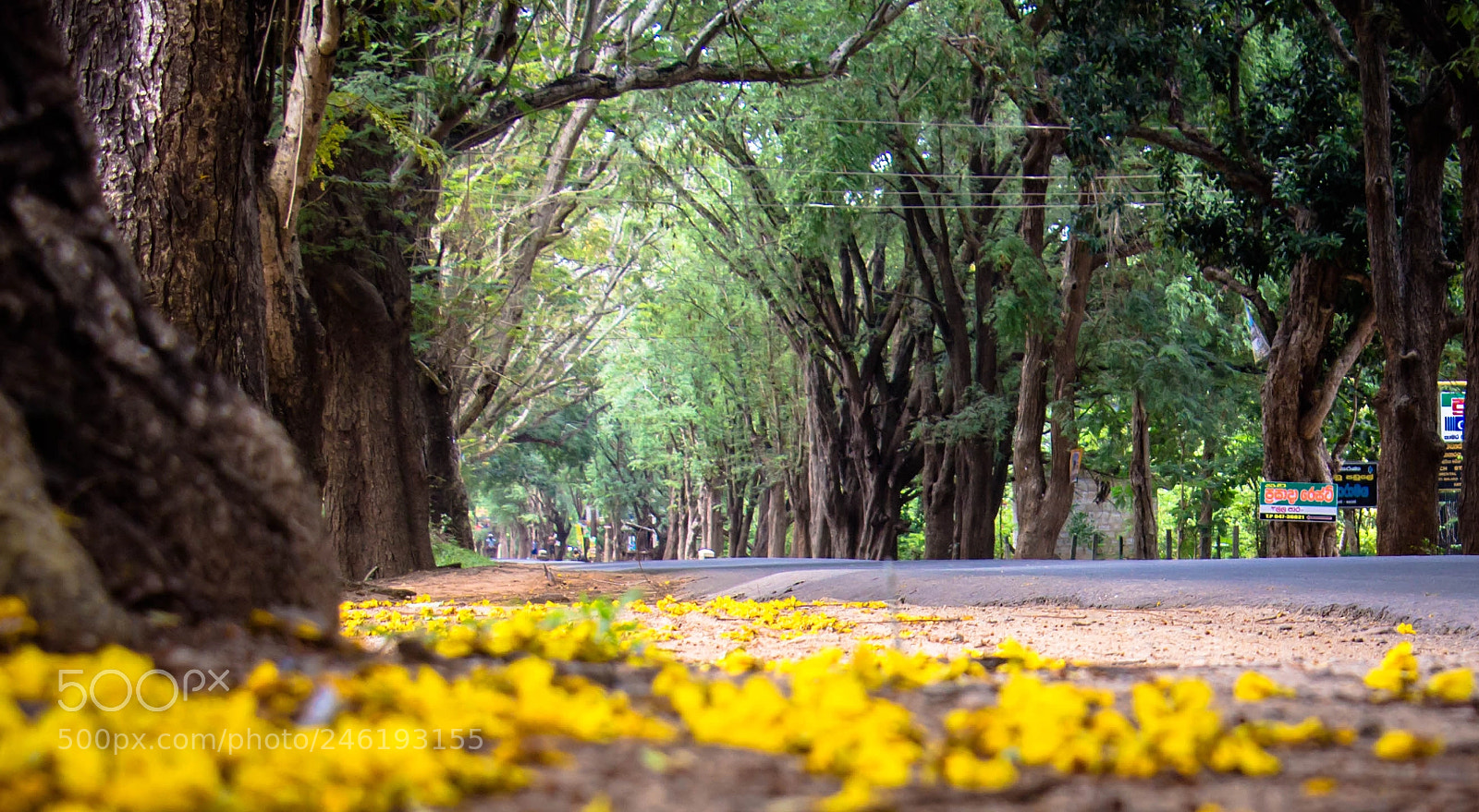 Canon EOS 700D (EOS Rebel T5i / EOS Kiss X7i) sample photo. Path to heaven photography