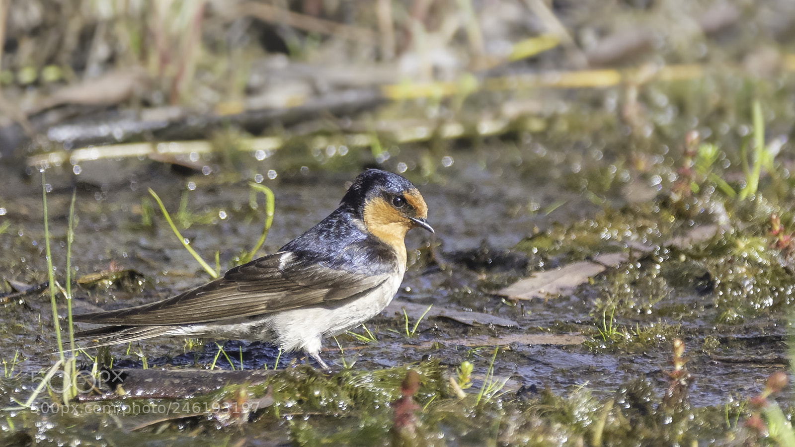 Canon EOS 5DS sample photo. Welcome swallow photography