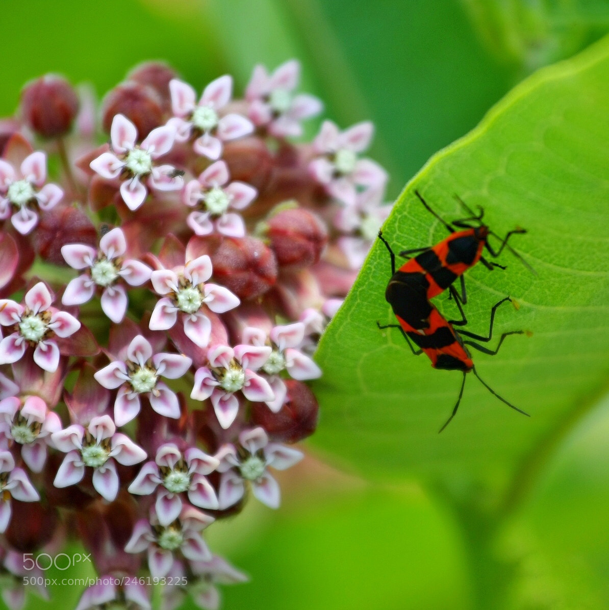 Canon EOS 40D sample photo. Their world photography
