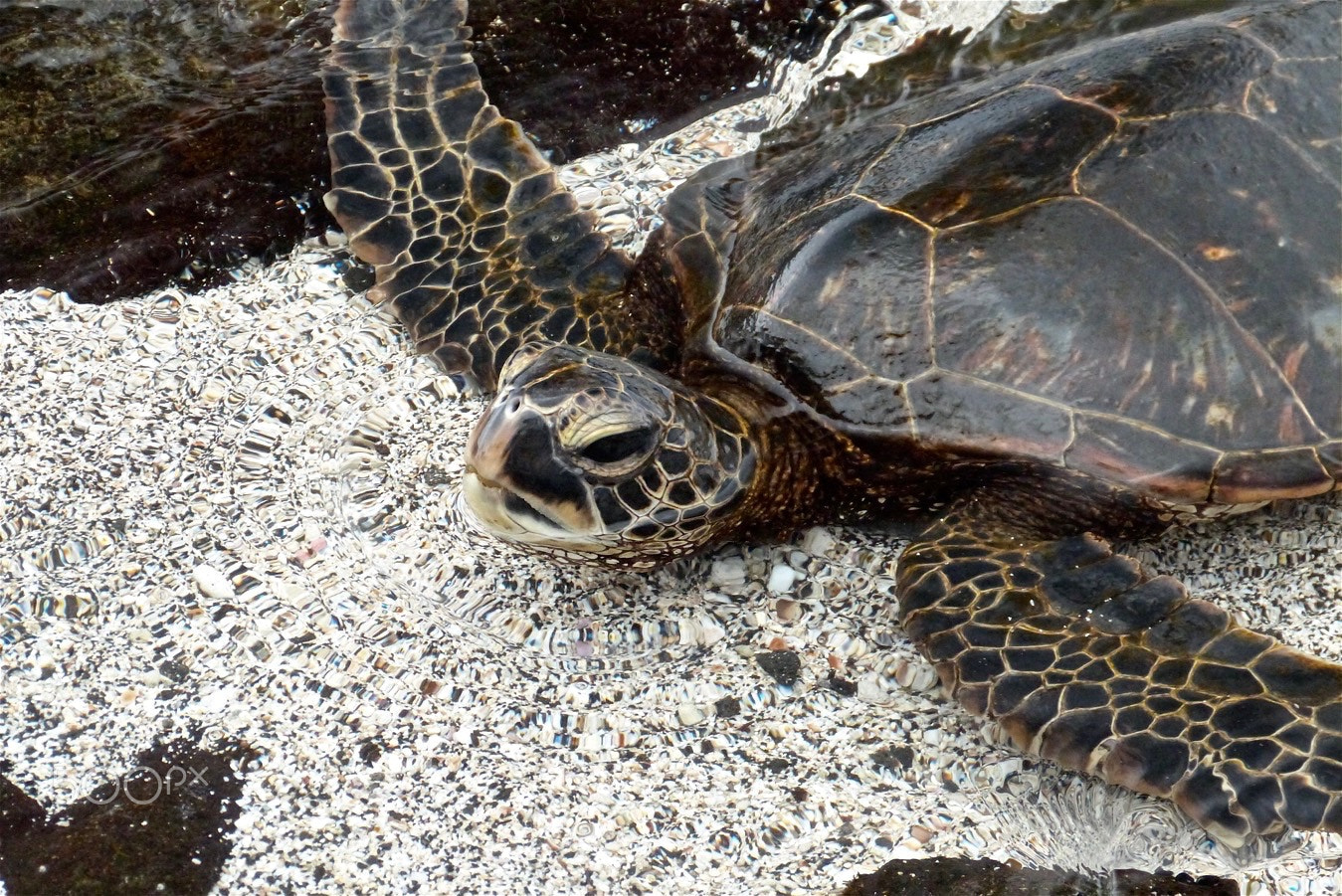 Panasonic Lumix DMC-FZ47 (Lumix DMC-FZ48) sample photo. A honu over shell and coral sand photography