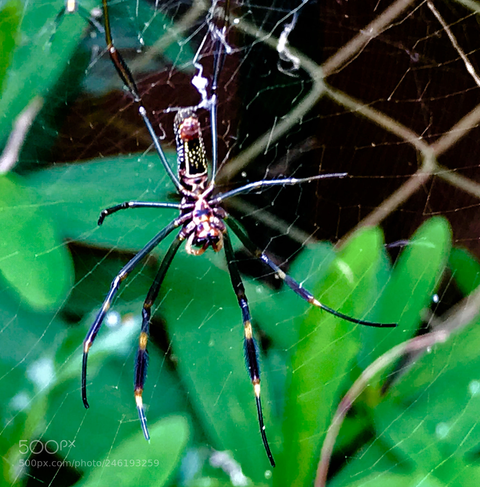 Apple iPhone 7 Plus sample photo. Spider photography